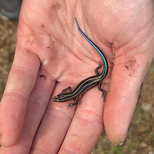 Common Five-lined Skink observed by clonch