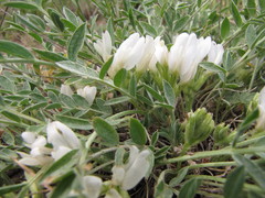 Astragalus scaberrimus