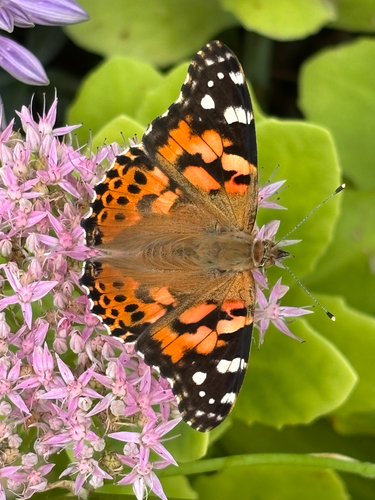 Painted Lady