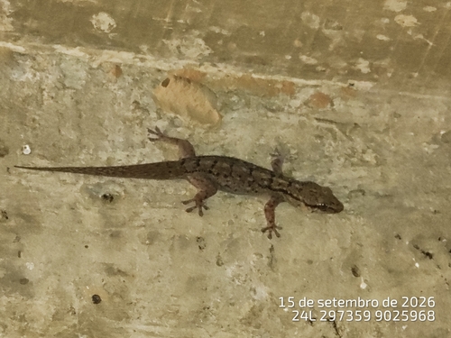 Brazilian Gecko