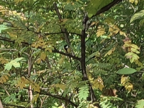 Great Tit