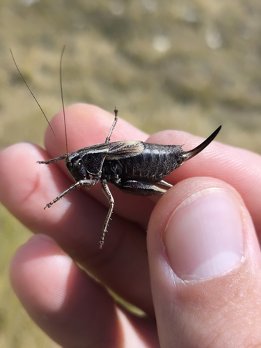 Italian Meadow Bush-cricket
