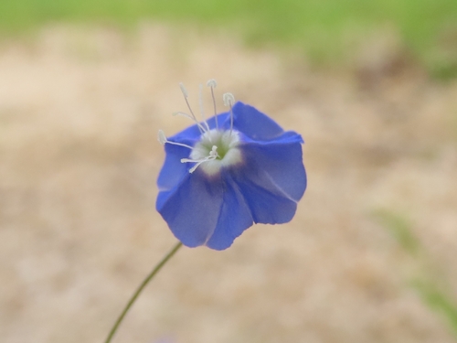 Evolvulus alsinoides, photograph 5