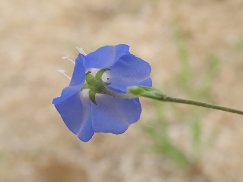 Evolvulus alsinoides, photograph 6