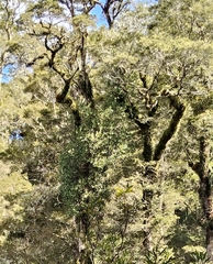 (c) John Barkla, some rights reserved (CC BY) Peraxilla colensoi, photograph (c) John Barkla, some rights reserved (CC BY)