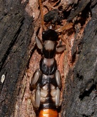 Apachyidae