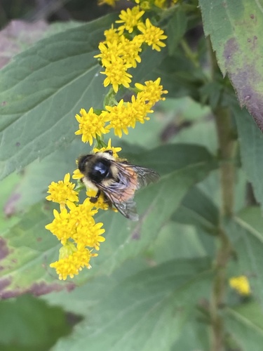 Tricolored Bumble Bee