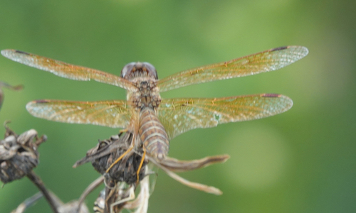 Eastern Amberwing