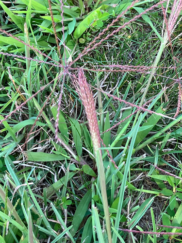Chloris verticillata, photograph 4