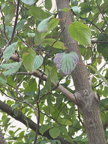 alternate-leaved dogwood