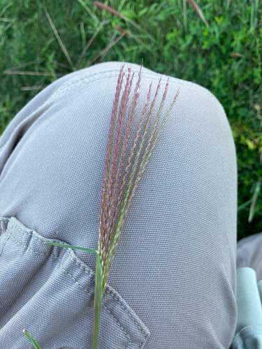 Chloris verticillata, photograph 1