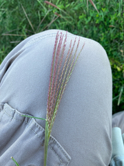 Chloris verticillata, photograph (c) Bryan Connolly, some rights reserved (CC BY)
