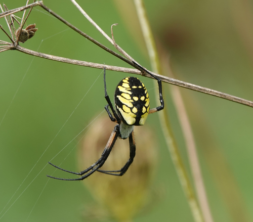 Yellow Garden Spider
