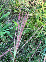 Chloris verticillata, photograph (c) Bryan Connolly, some rights reserved (CC BY)