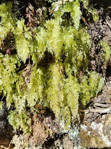 Hymenophyllum flabellatum, photograph 4