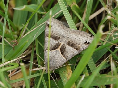 Forage Looper Moth