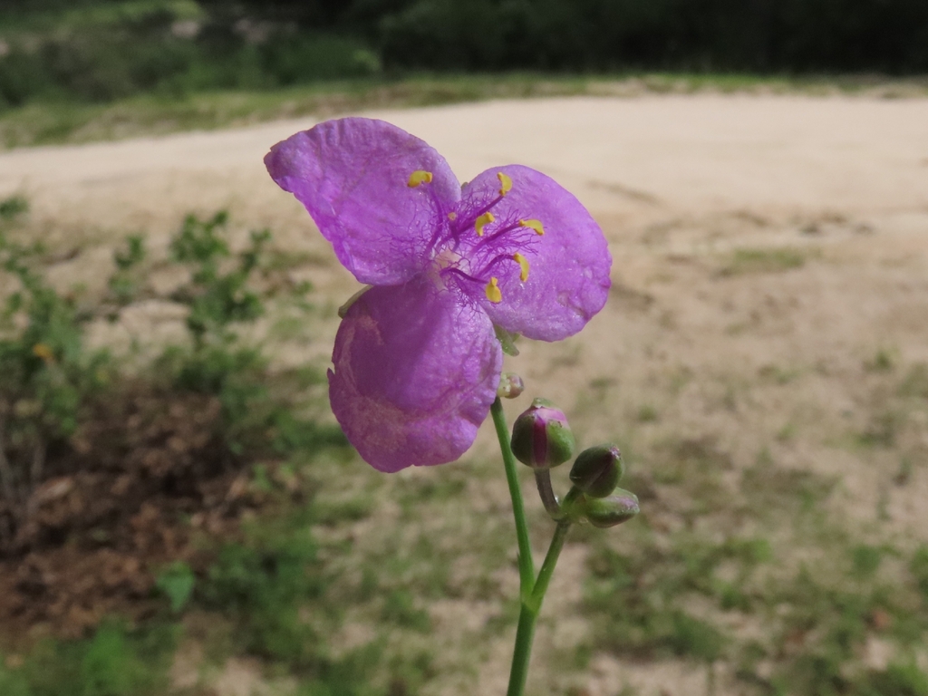 Gibasis linearis; photograph (c) Abraham Sánchez Romero, some rights reserved (CC BY)