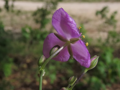 Gibasis linearis, photograph 1