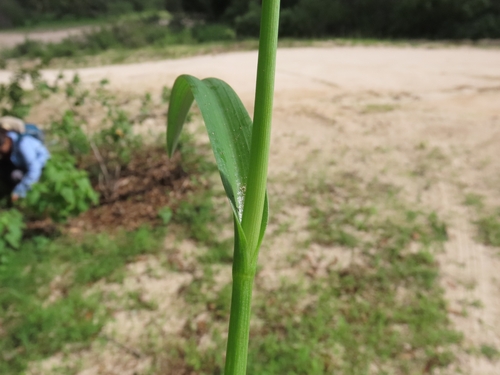 Gibasis linearis, photograph 2