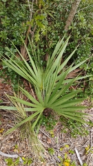 Sabal etonia, photograph author not stated, no rights reserved