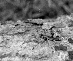 Ancylonotus tribulus