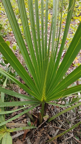 Sabal etonia, photograph 3