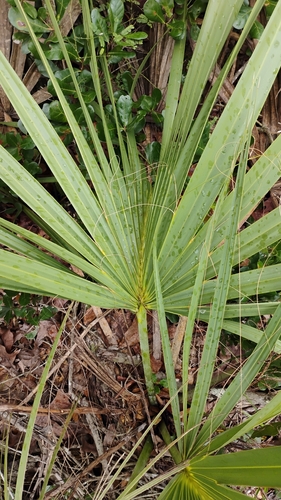 Sabal etonia, photograph 4