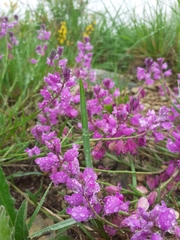 Polygala nicaeensis