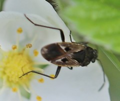 Rhyparochromus vulgaris