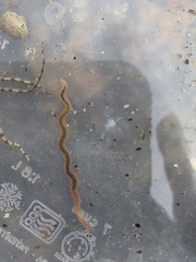 Phyllodocida