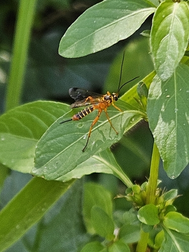 Echthromorpha agrestoria observed 2026-09-15