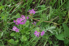 Primula cortusoides