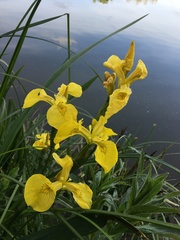 Iris pseudacorus