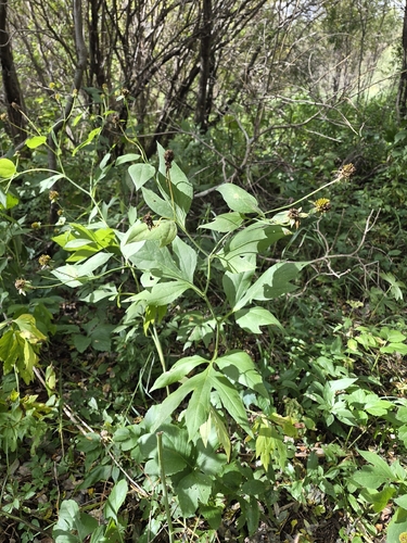cutleaf coneflower