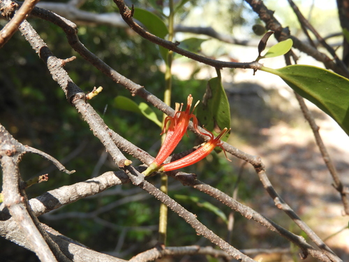 Dendrophthoe curvata observed 2026-09-06