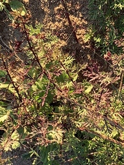 Pelargonium dolomiticum