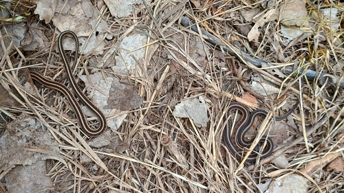 Common Garter Snake observed by neherper