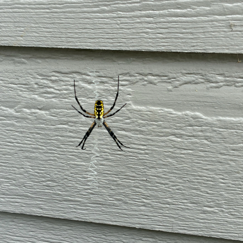 Yellow Garden Spider