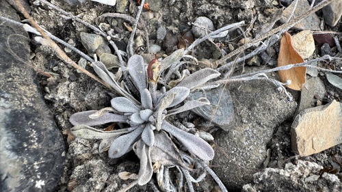 Physaria arctica