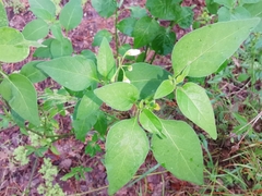 Solanum chenopodioides