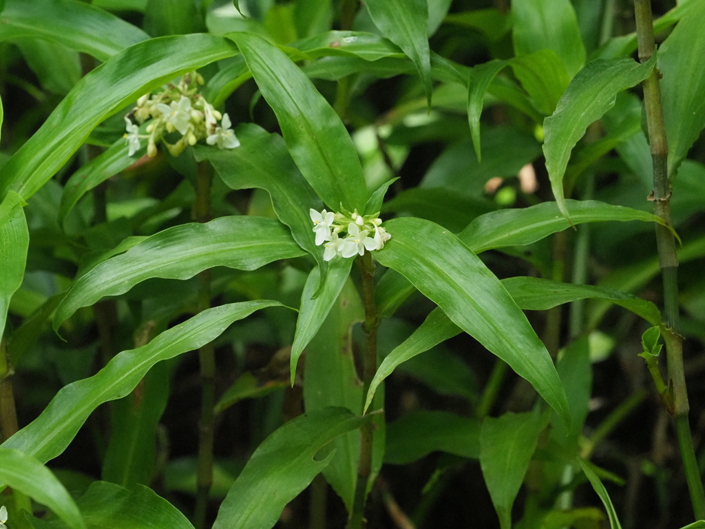 Pollia crispata; photograph (c) gwynmwilliams, some rights reserved (CC BY)