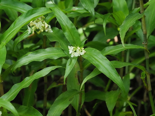 Pollia crispata