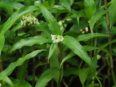 Pollia crispata