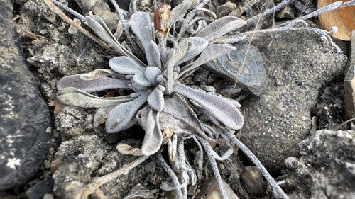 Physaria arctica, photograph 1