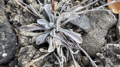 Physaria arctica, photograph author not stated, no rights reserved