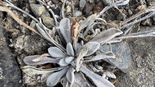Physaria arctica, photograph 2