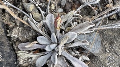 Physaria arctica, photograph author not stated, no rights reserved