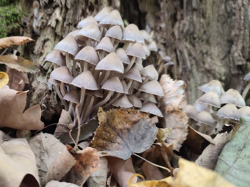 clustered bonnet