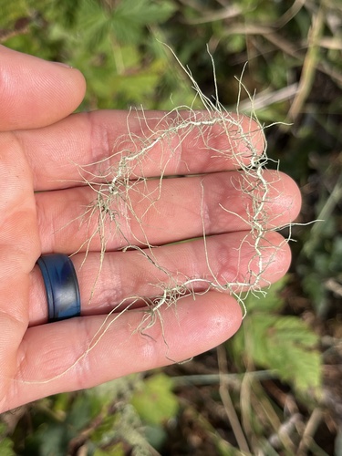 Methuselah's Beard Lichen