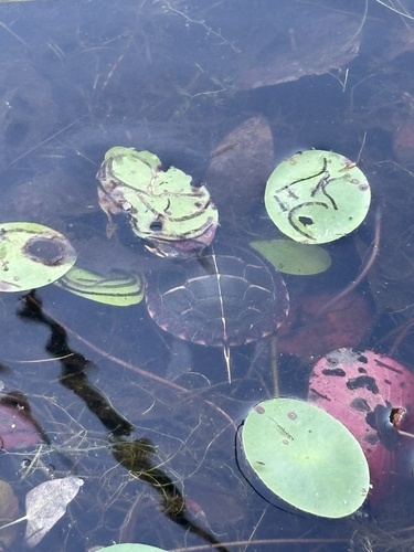Painted Turtle observed by sophiagio